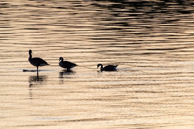 A flock of geese in the water during the day
